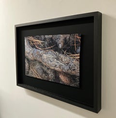"Ponderosa Root", Contemporary, Photorealistic, Embroidery, Framed, Nature
