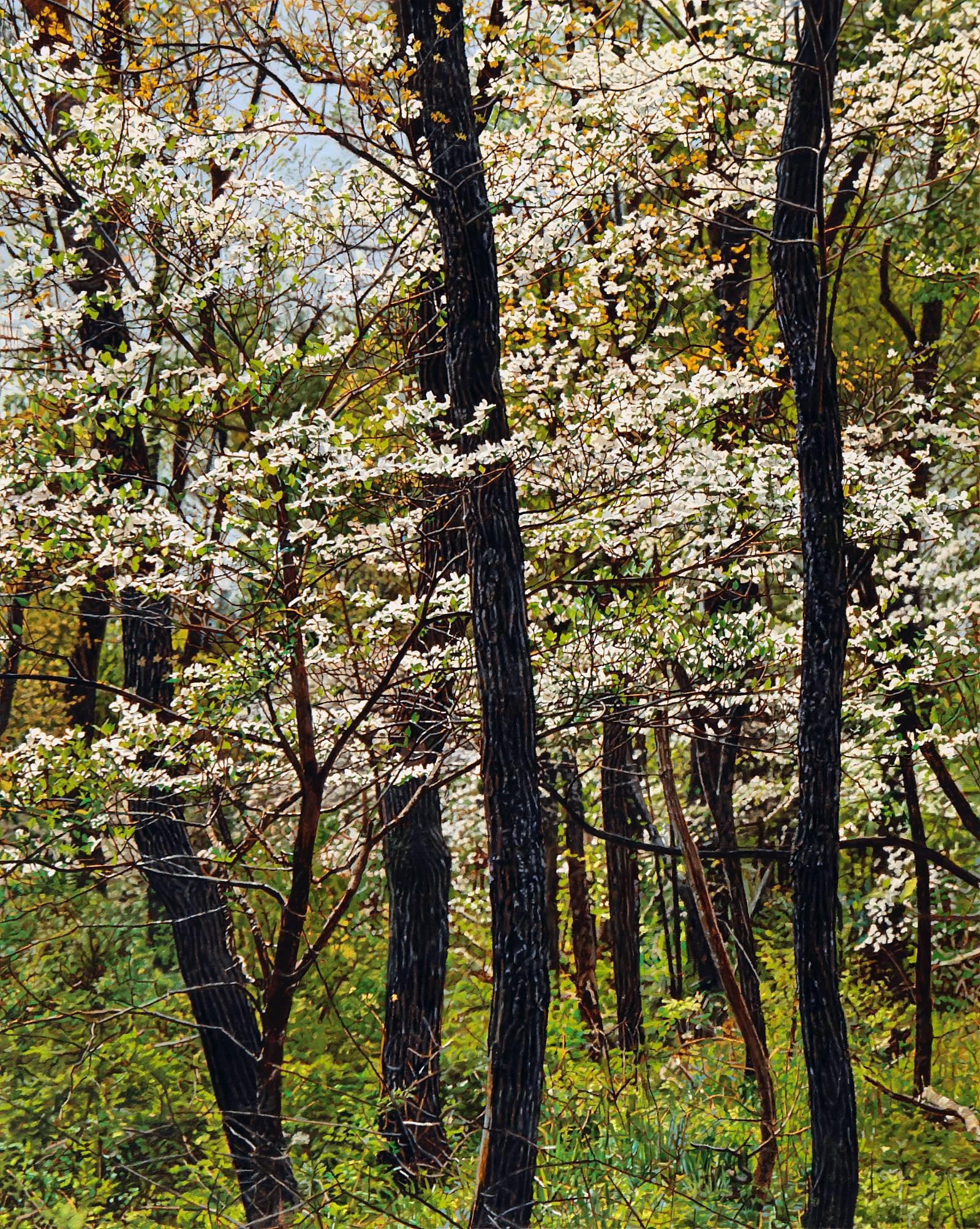 dogwood thicket