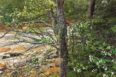 Flowering Dogwood Rocky Stream