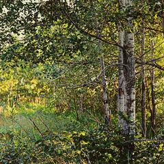 Thicket No. 40: Birches by Jeffrey Vaughn, Photorealistic Oil Painting on Canvas