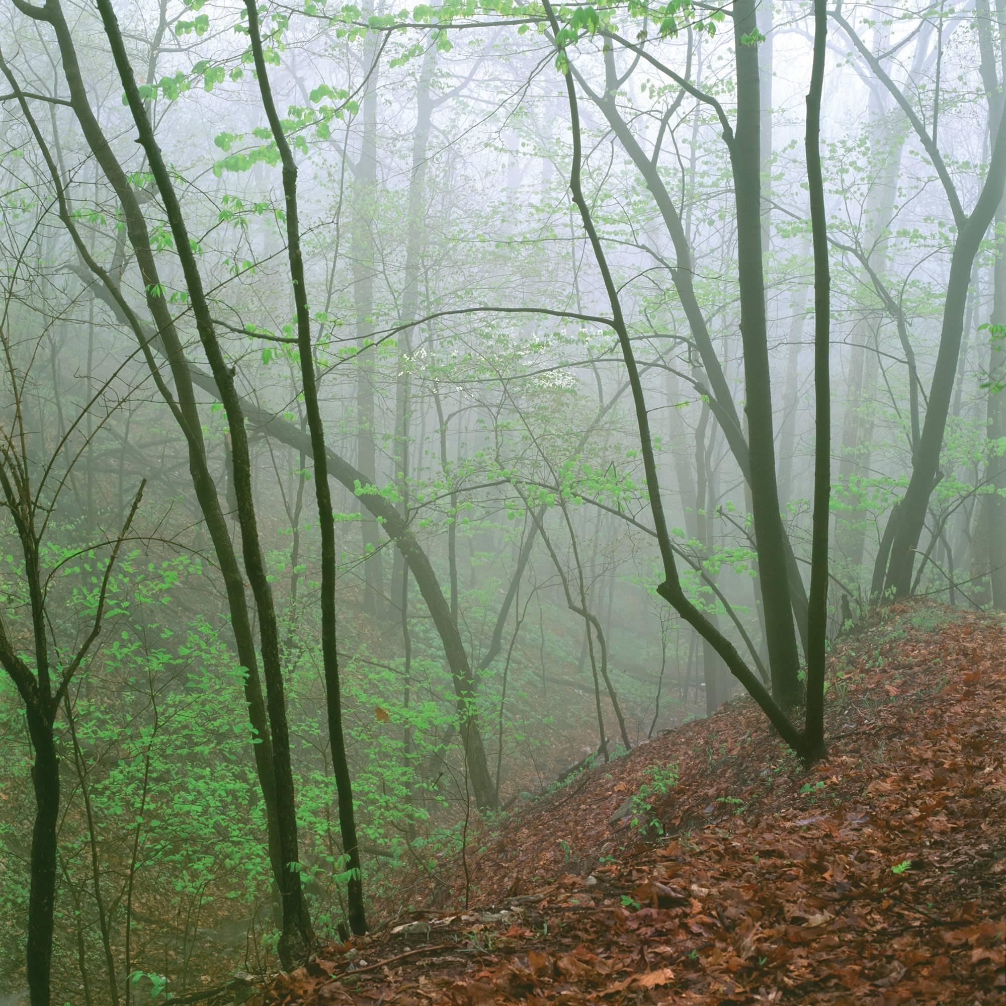 Jeffrey Vaughn Landscape Photograph - "Ravine in Fog", Archival, Print, on Aluminum, Edition of 10, Photography