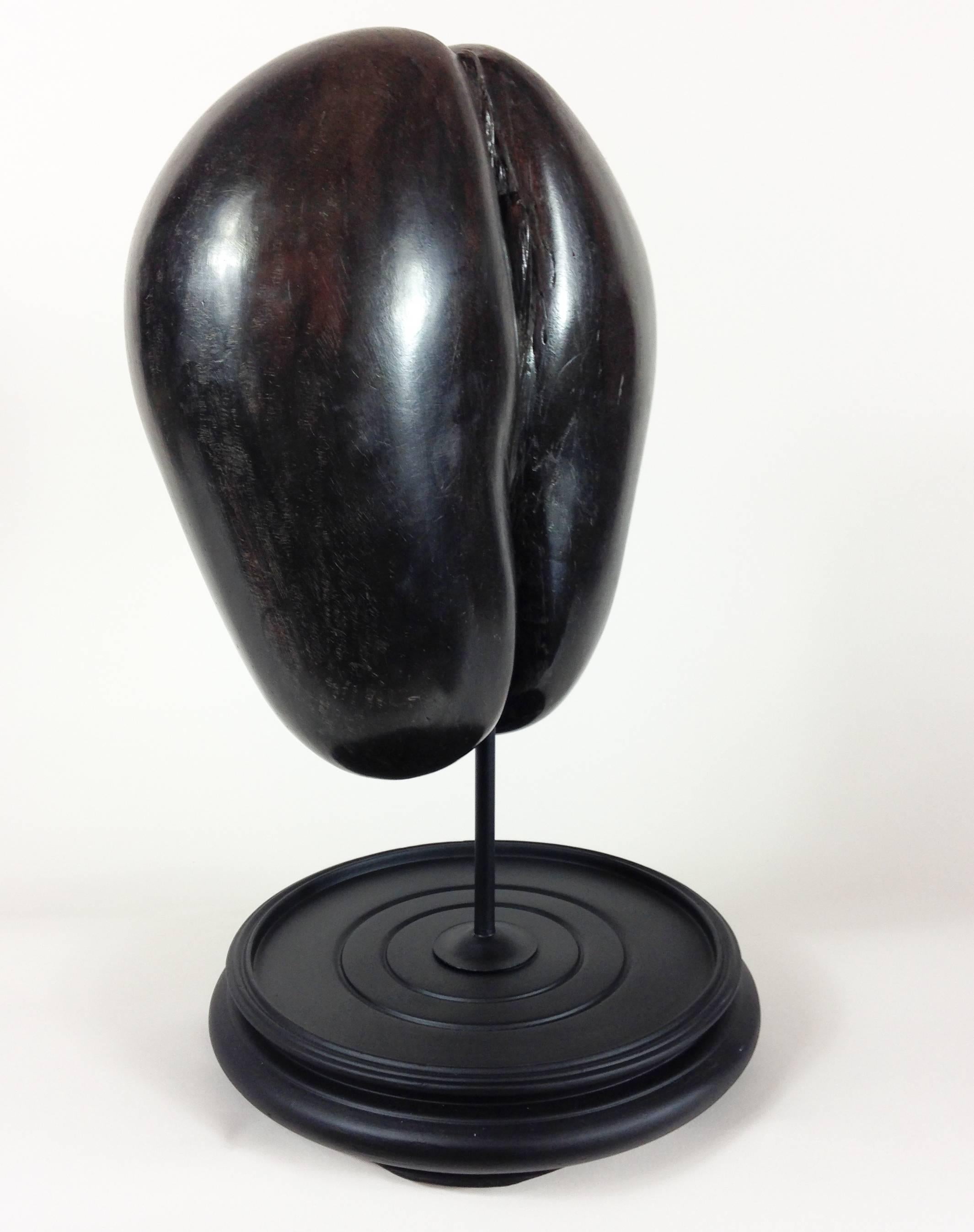 A very fine example of a Coco de Mer (Lodoicea maldivica).

A wonderful, dark coloration with a deep lustre. In a complete, undamaged state with its contents still present.

Sizes stated exclude the stand.