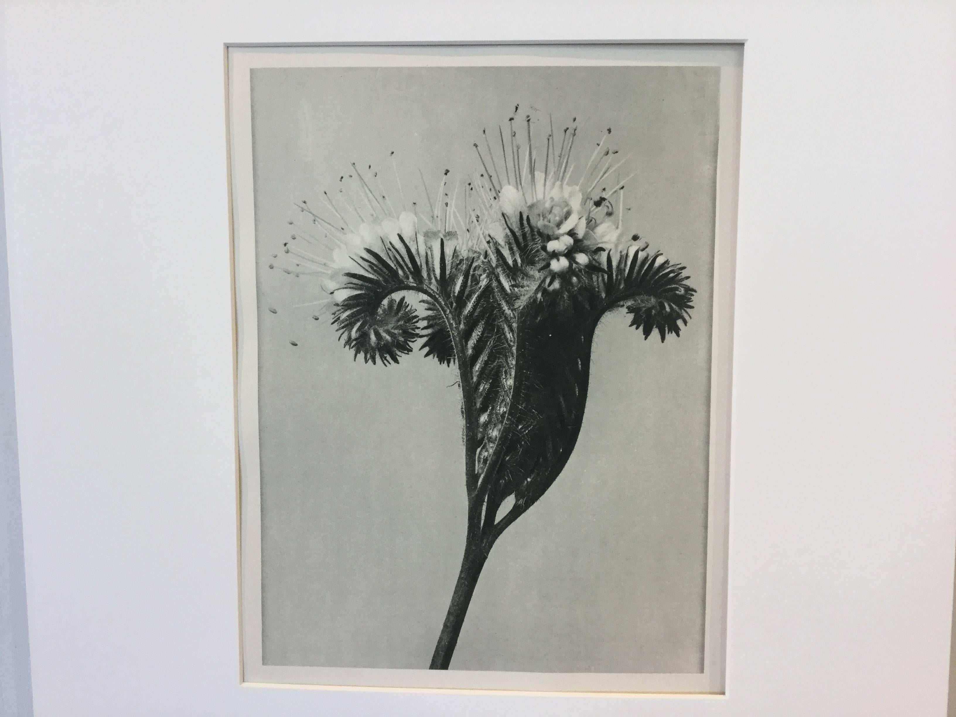 Blossfeldt Photogravure from the first German edition 1928. Blossfeldt taught sculpture and took these photographs like this one to show form in nature. He became known for his photographs. The print is matted in an archival matte.