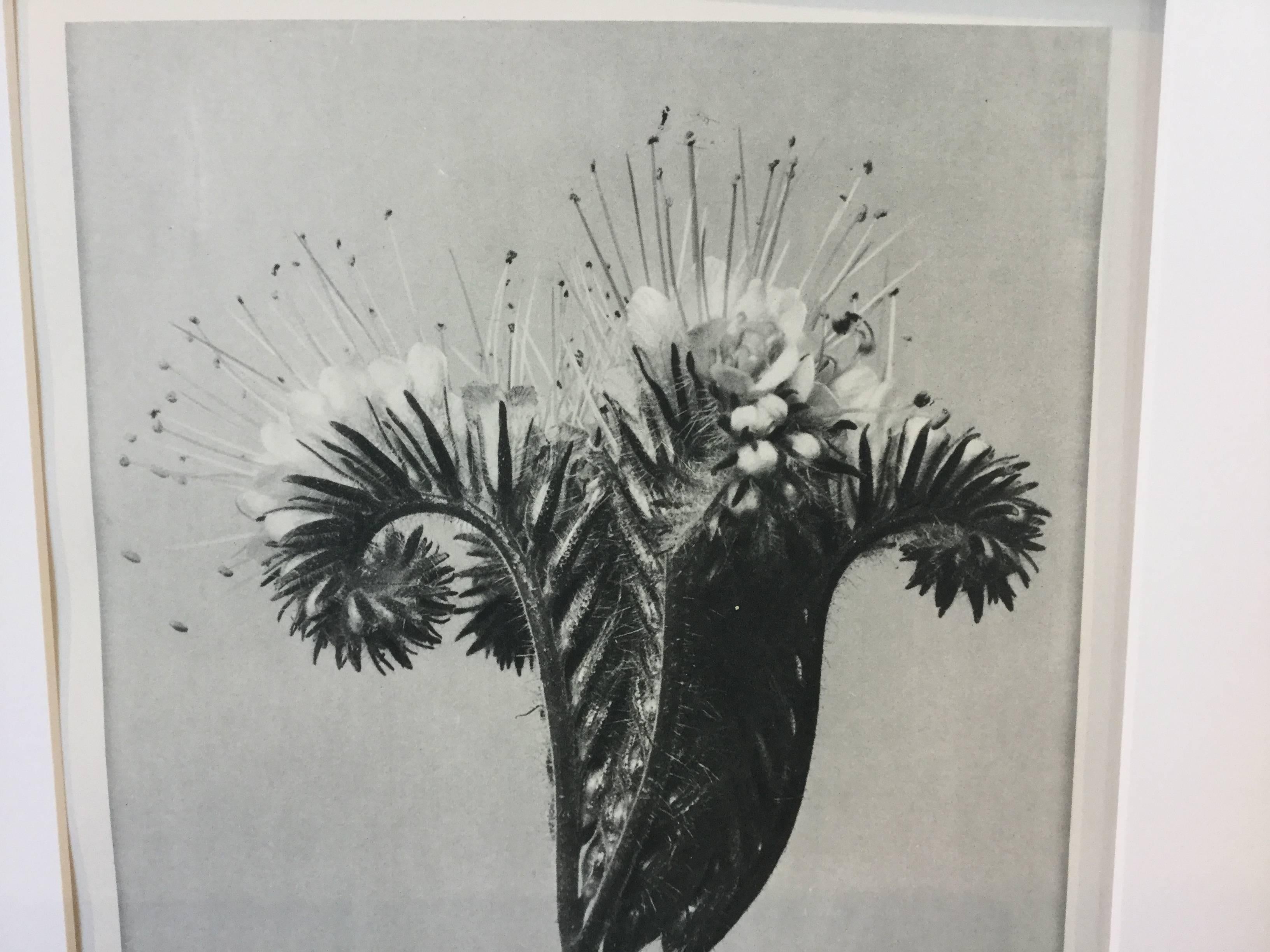 Blossfeldt Photogravure First Edition, 1928 In Excellent Condition For Sale In North Beninngton, VT