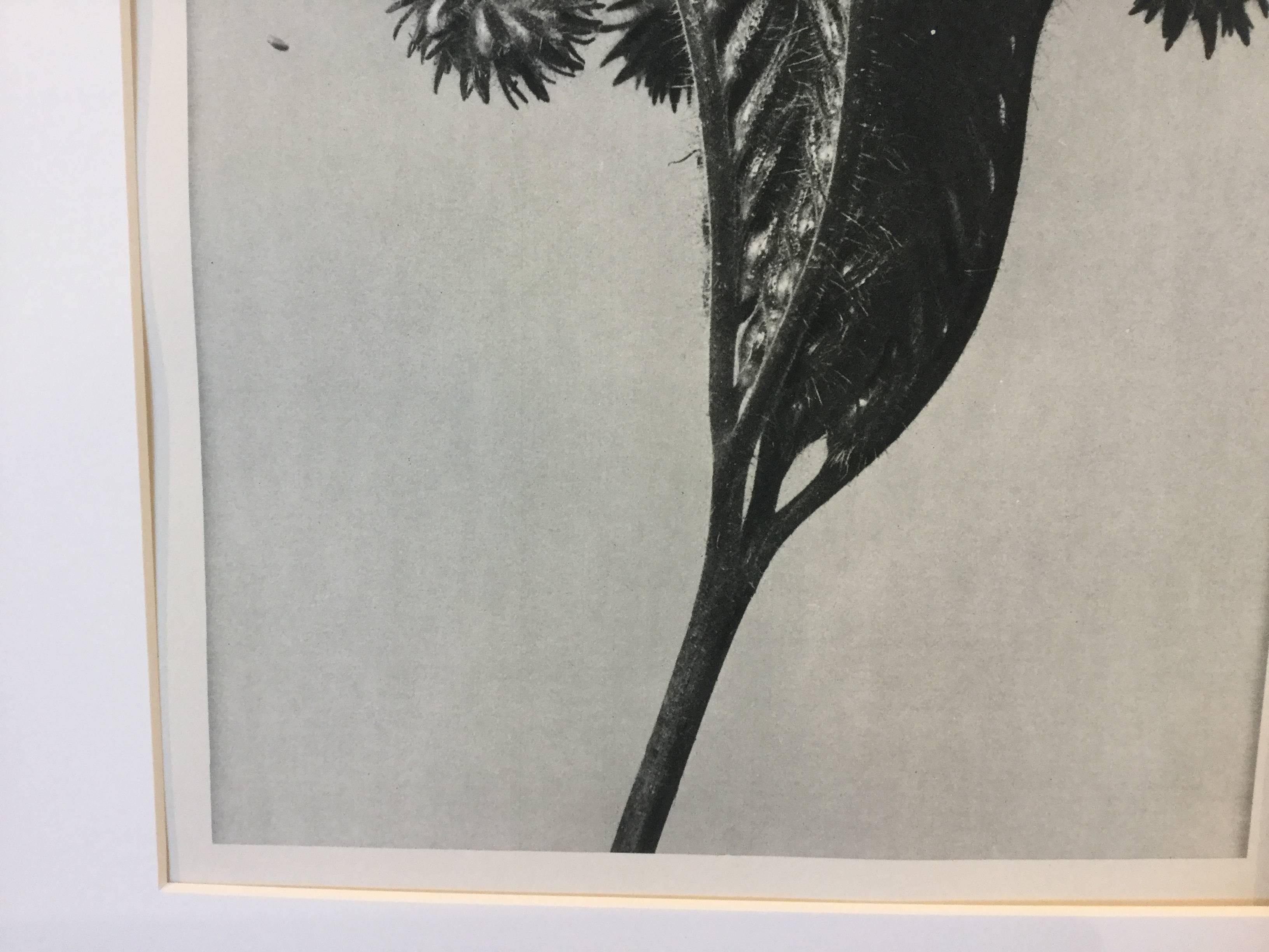 Early 20th Century Blossfeldt Photogravure First Edition, 1928 For Sale