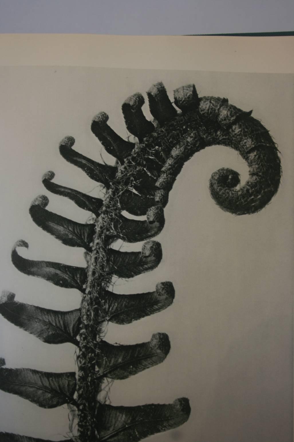 Beautiful first edition Karl Blossfeldt Photogravure image of a Fern. The gravure is archivally matted in a cream matte size 16