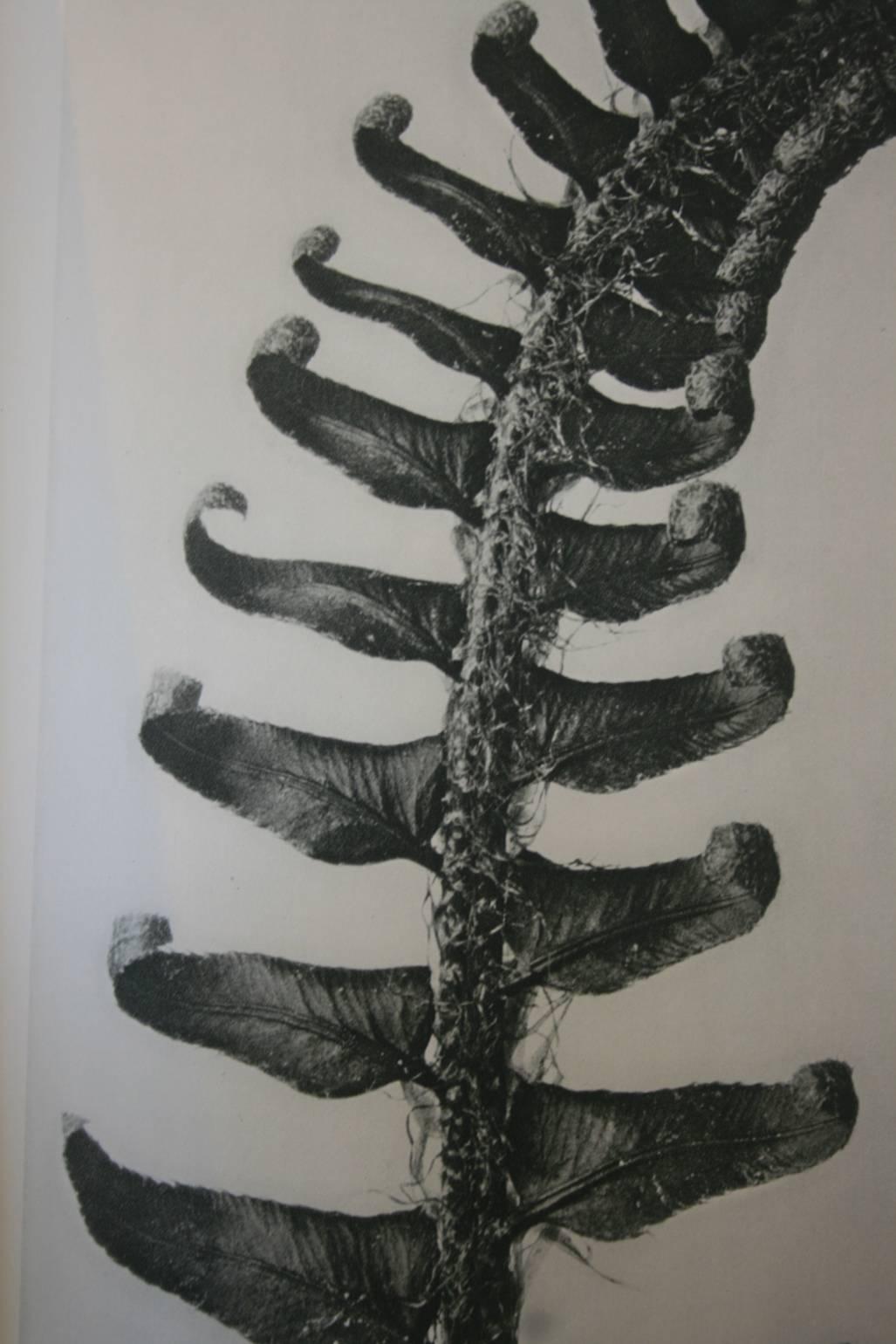 Original Karl Blossfeldt First Edition Photogravure, 1928 In Excellent Condition For Sale In North Beninngton, VT