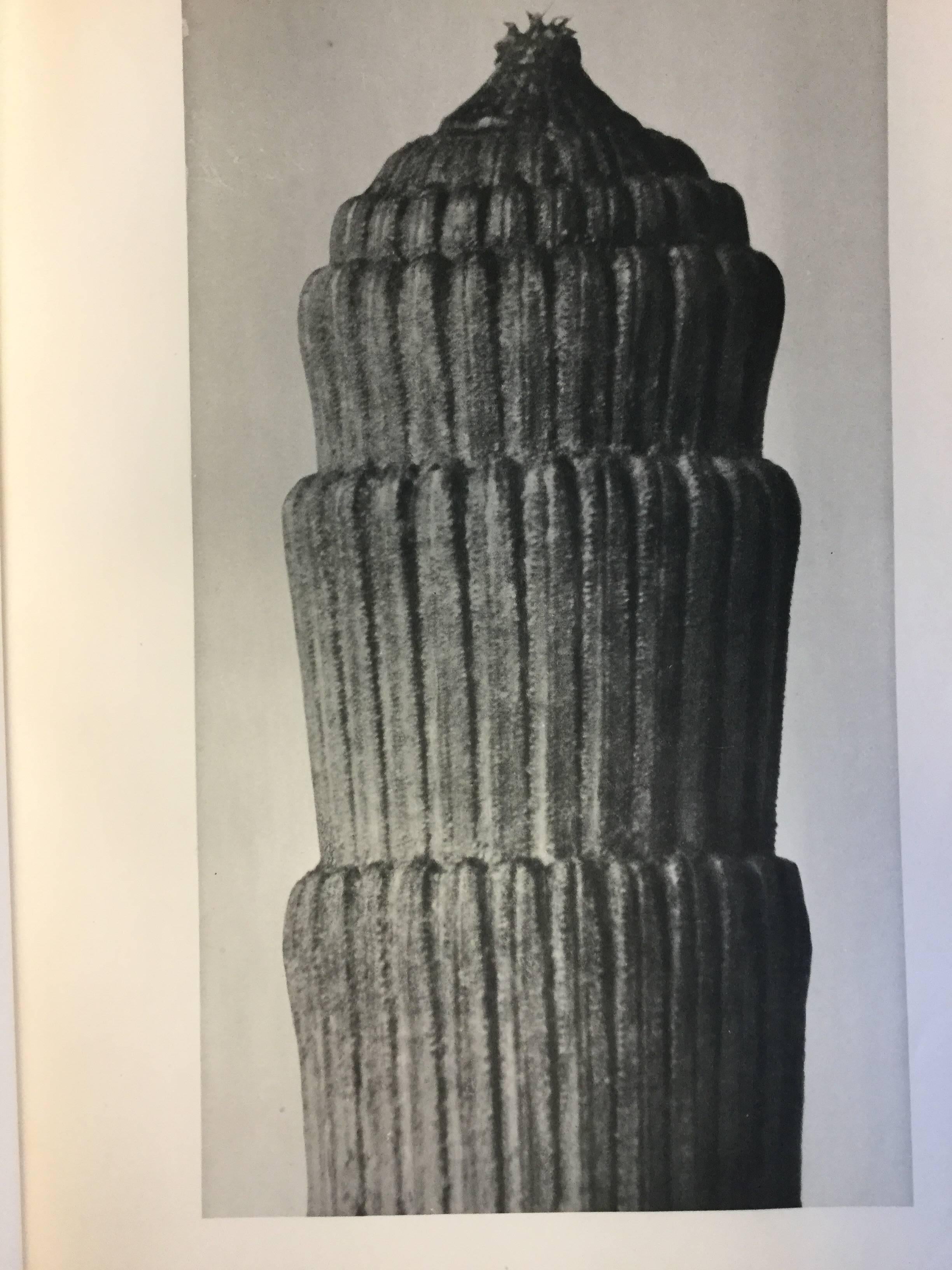 First Edition Karl Blossfeldt Photogravure 1928. The first printing has the best resolution and will retain its value in a collection.