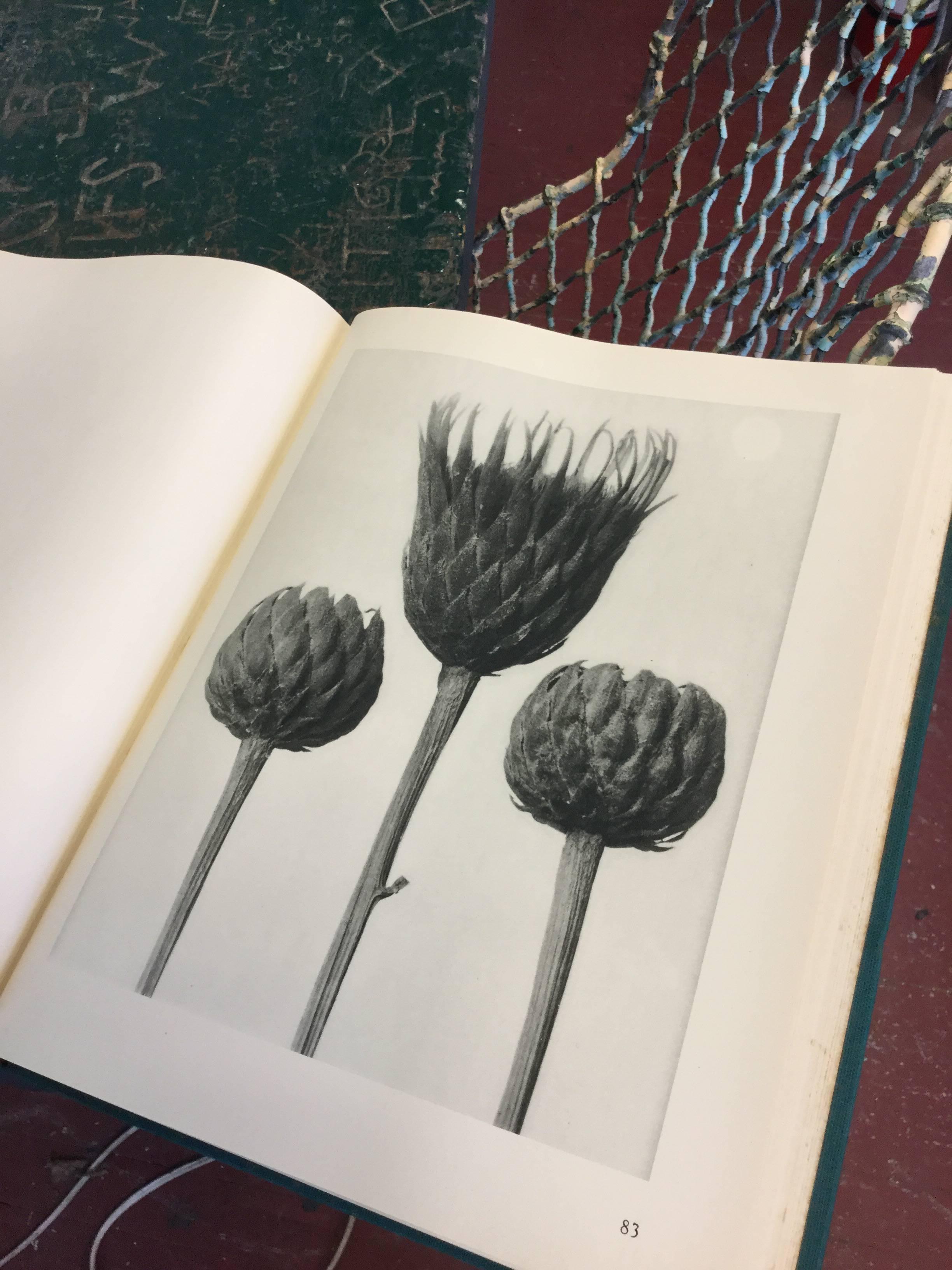 First edition Karl Blossfeldt Photogravure. The first edition has the best resolution. Classic images that will always transcend what's 