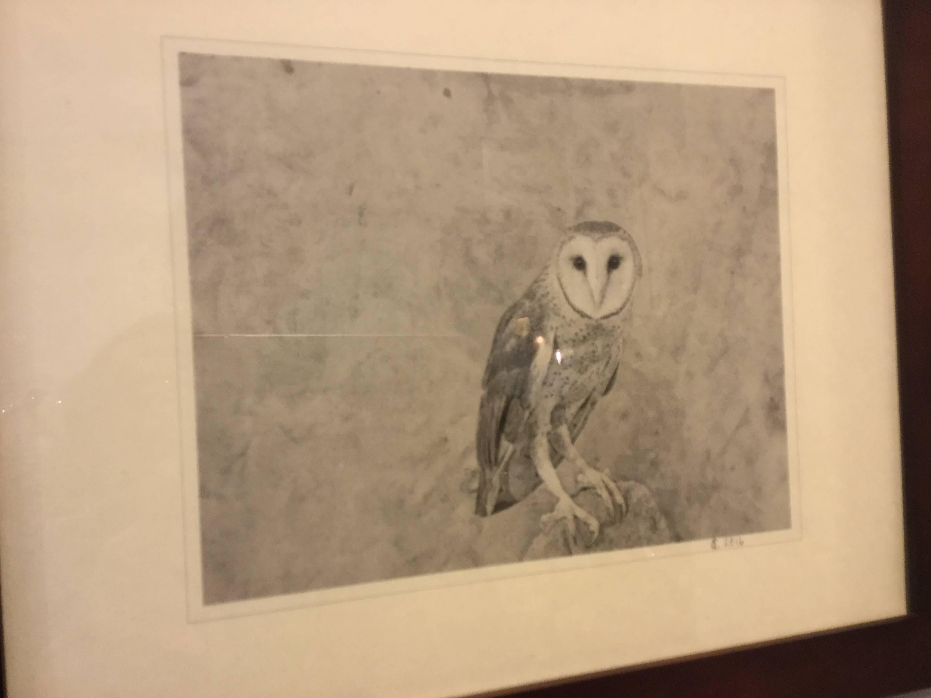 American Framed Photograph / Print of an Owl