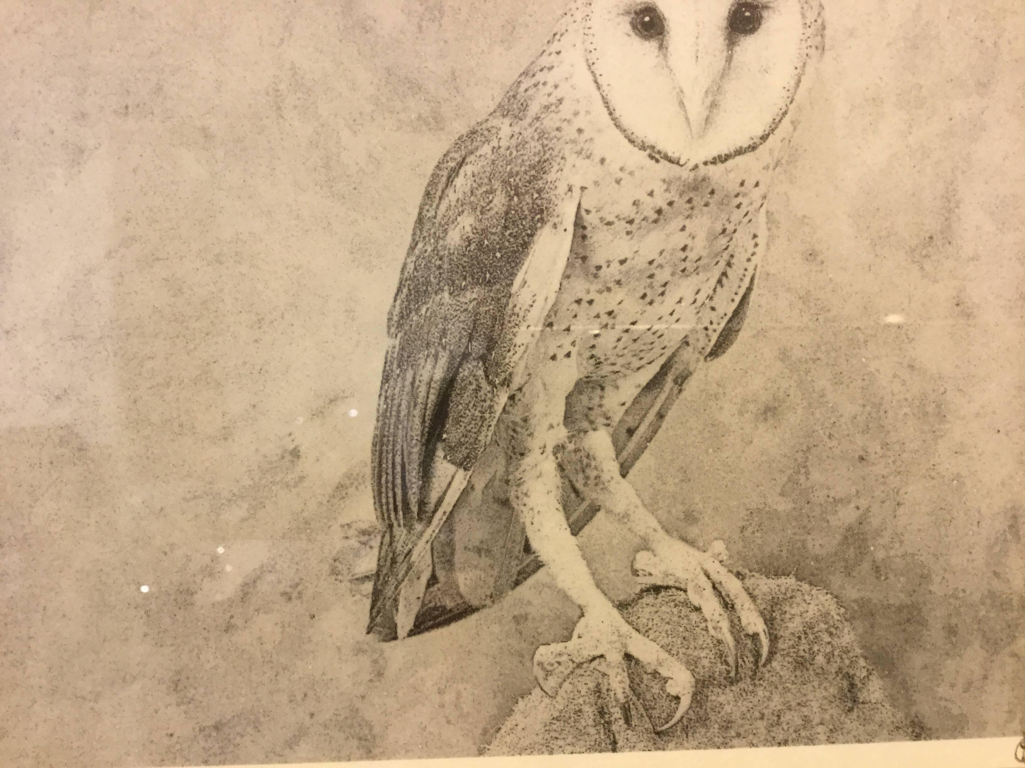 Contemporary Framed Photograph / Print of an Owl