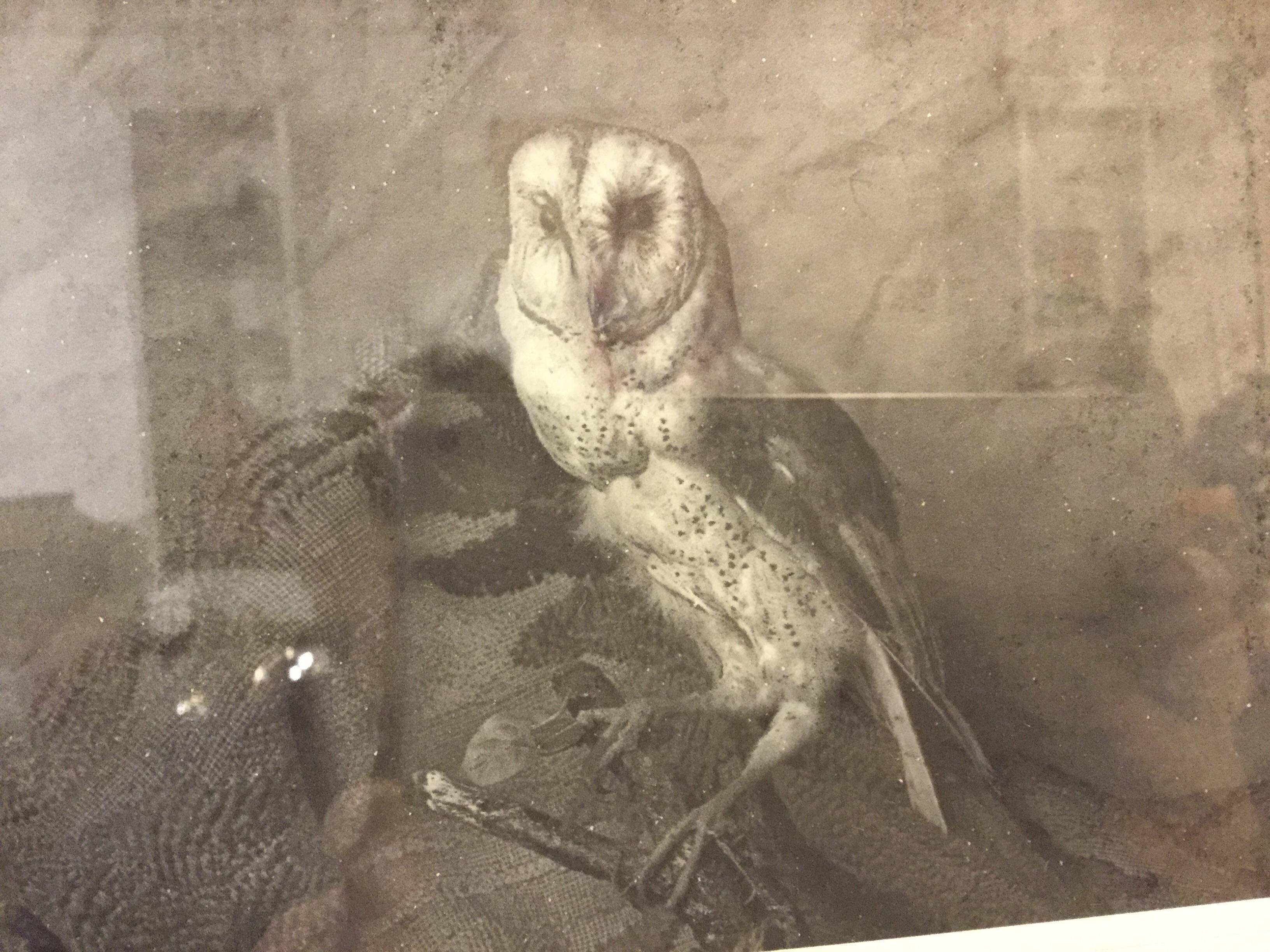 American Photograph of a Barn Owl For Sale