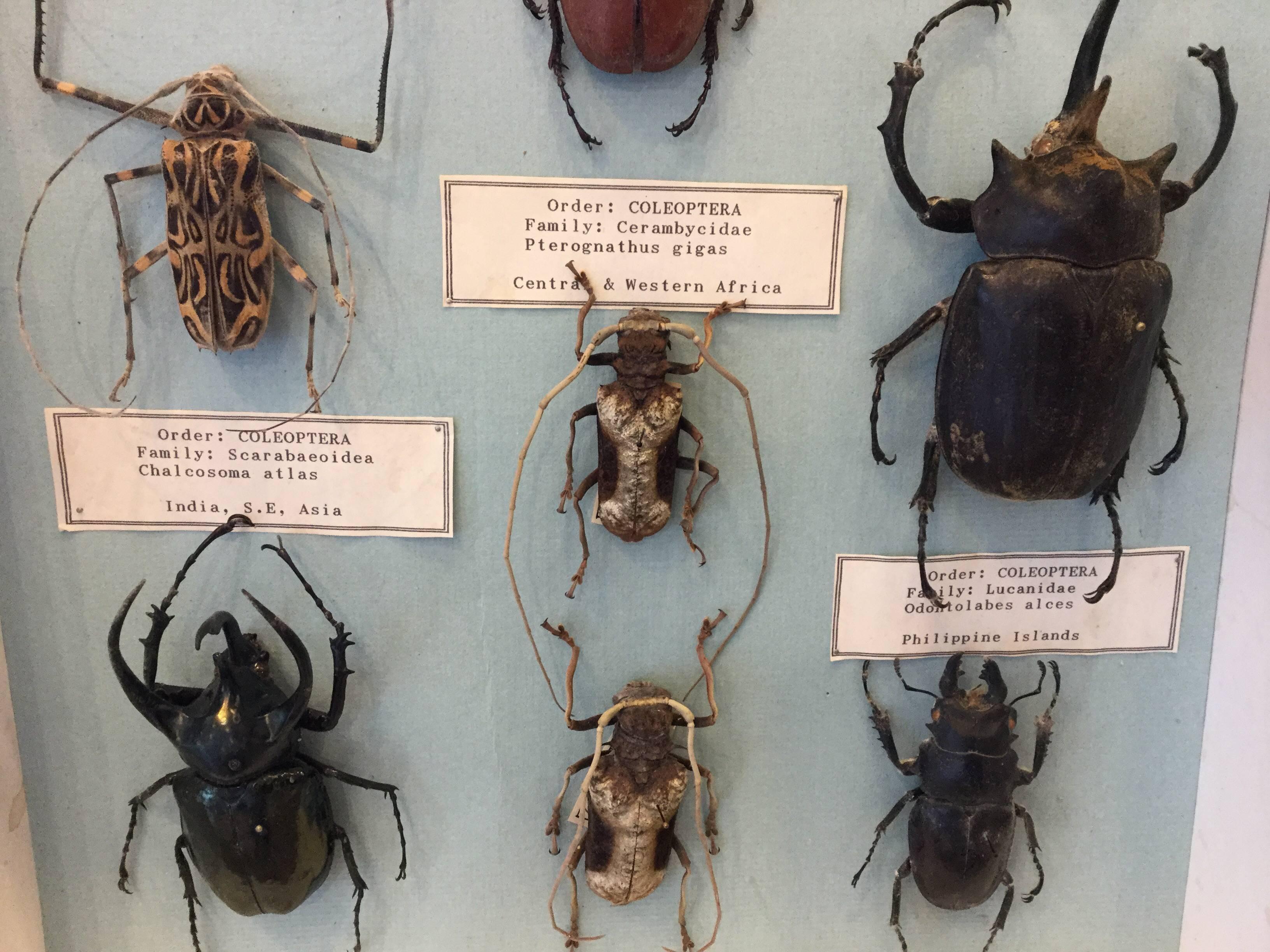 Huge Bug Display  In Good Condition In North Beninngton, VT