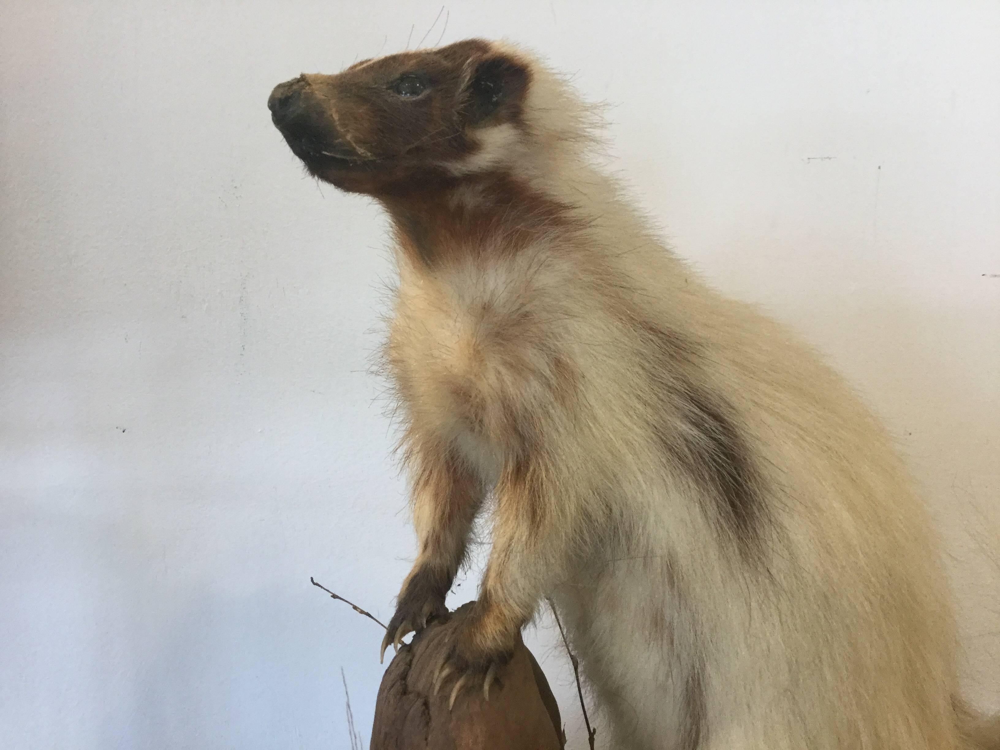 Early 20th century rare taxidermy skunk with mostly all white fur. A creative little fellow. If these guys didn't stink so bad they would be very cute. Condition is a little rough. Ask for details.