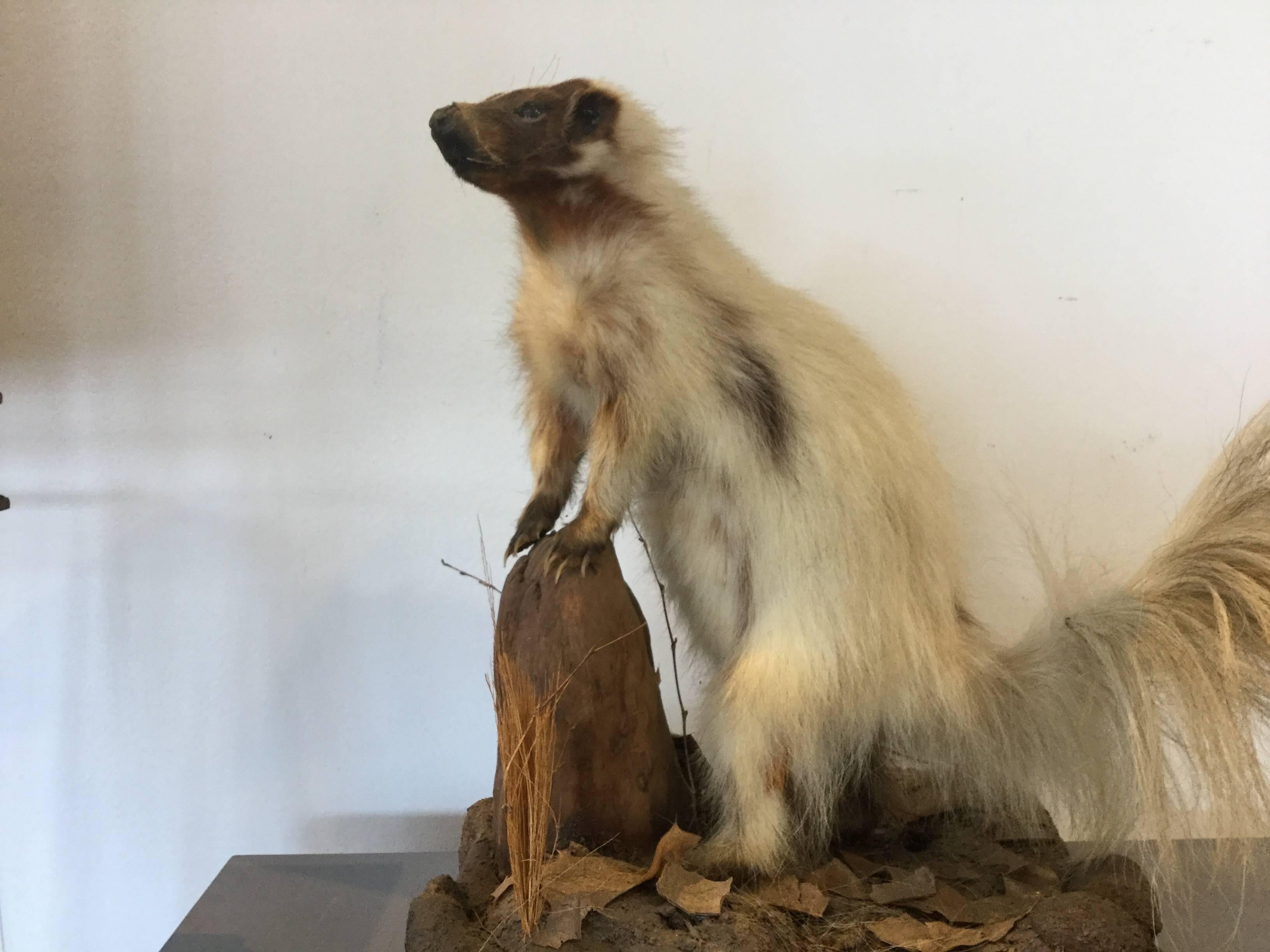 American Early Taxidermy White Skunk Rare For Sale