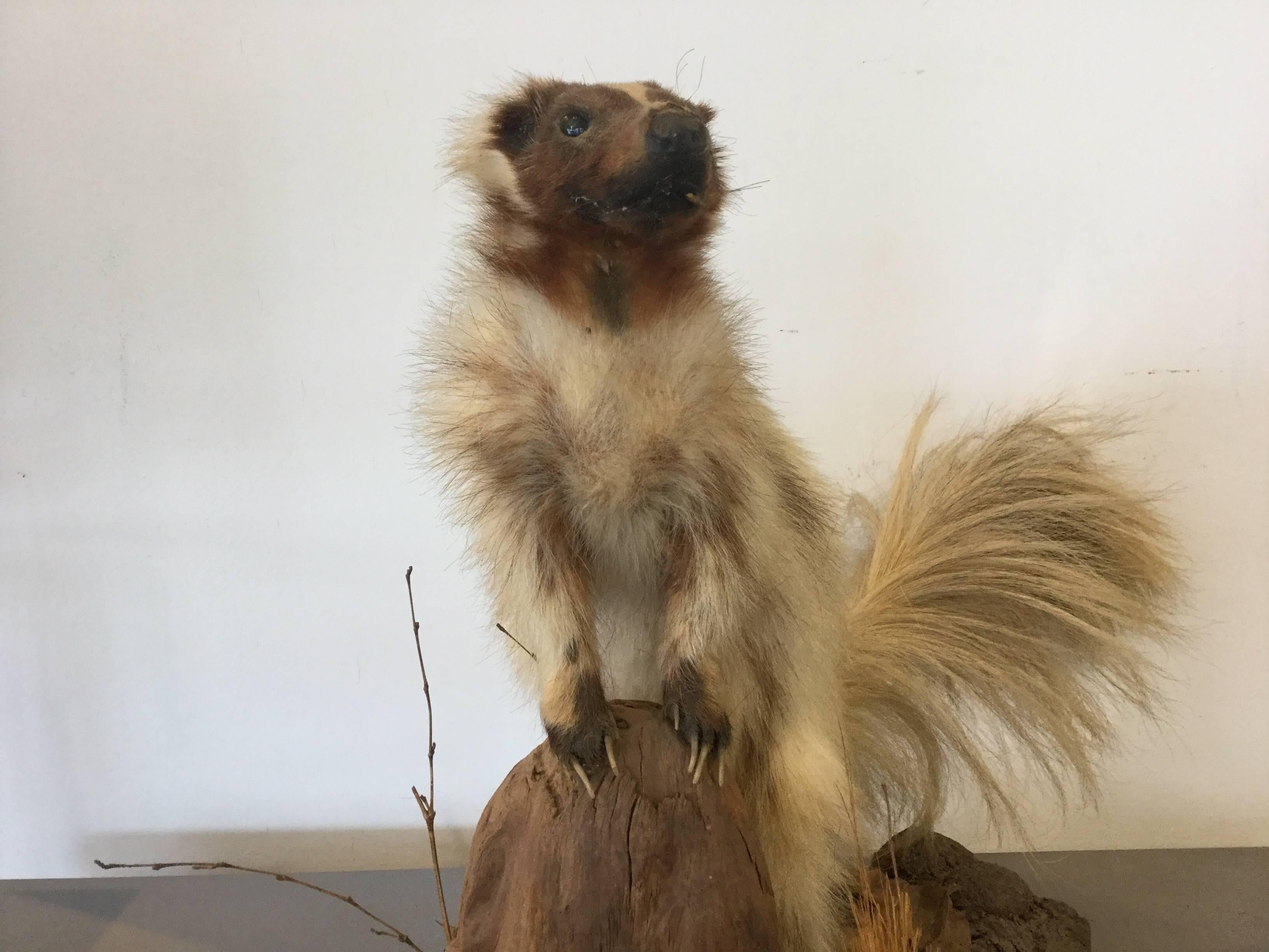 Early Taxidermy White Skunk Rare In Good Condition For Sale In North Beninngton, VT