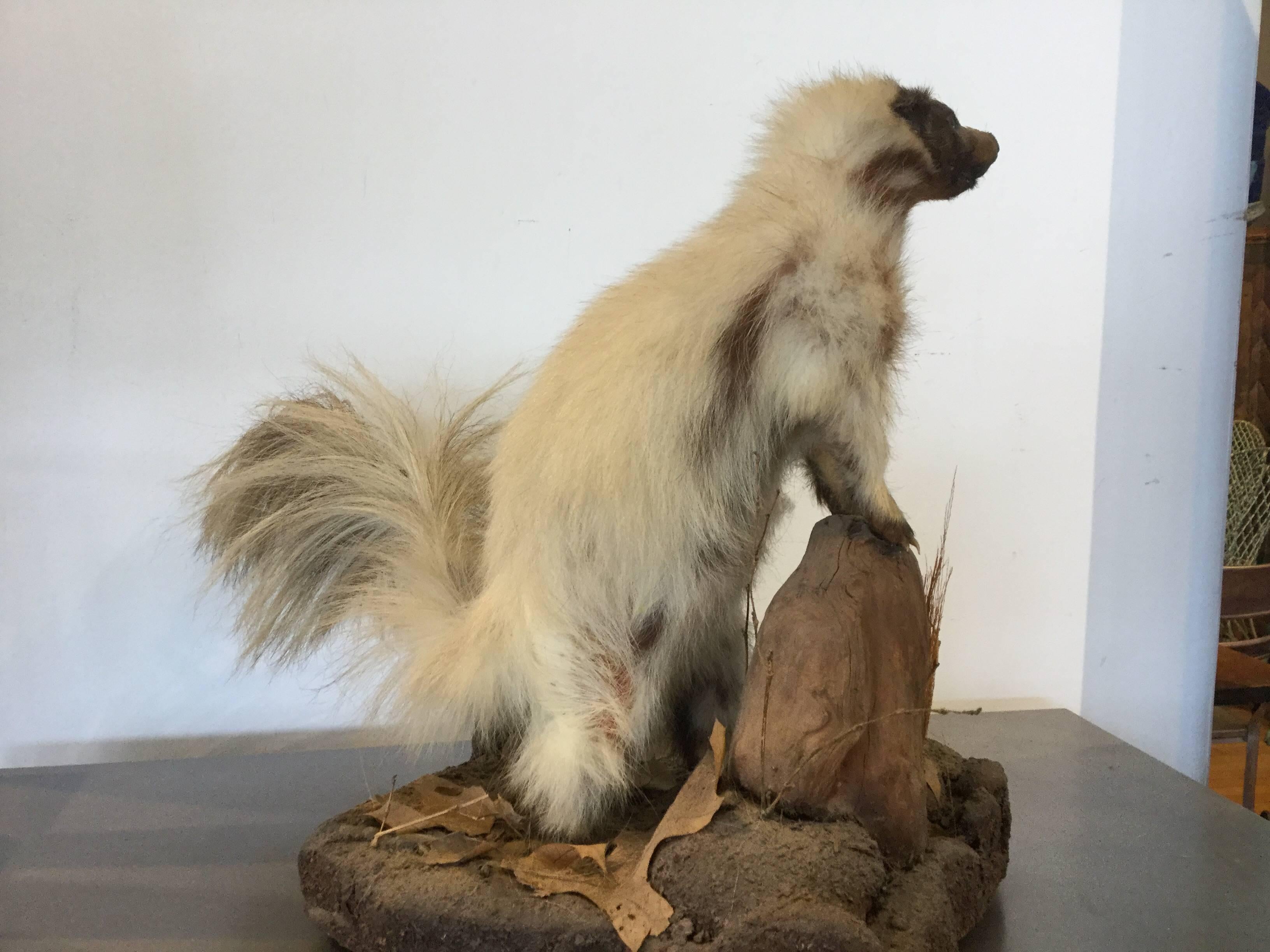 Early 20th Century Early Taxidermy White Skunk Rare For Sale