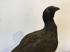 19th Century Taxidermy Rare Bird