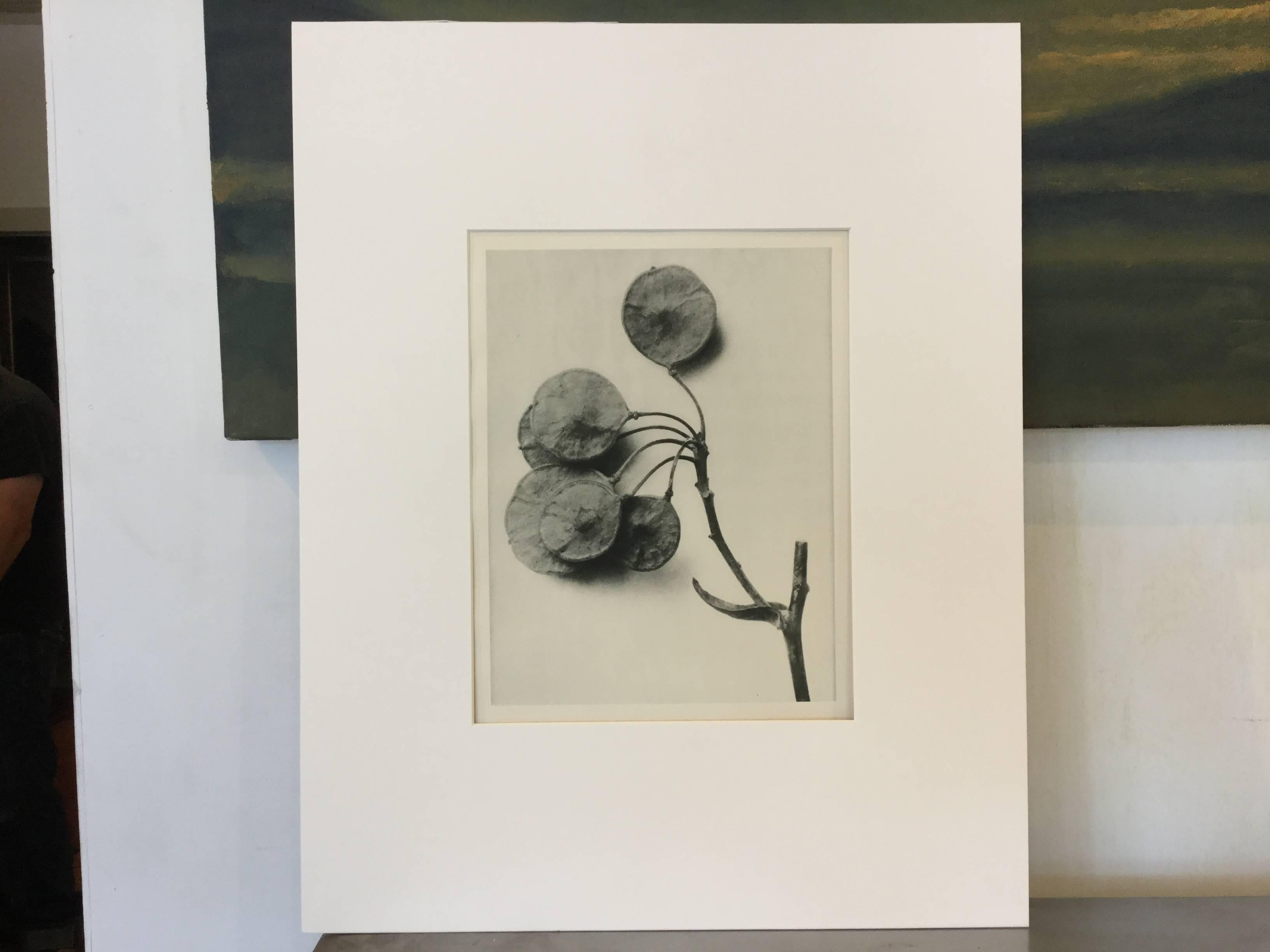 Karl Blossfeldt first edition Photogravure, 1928. Archivally matted. Beautiful print.