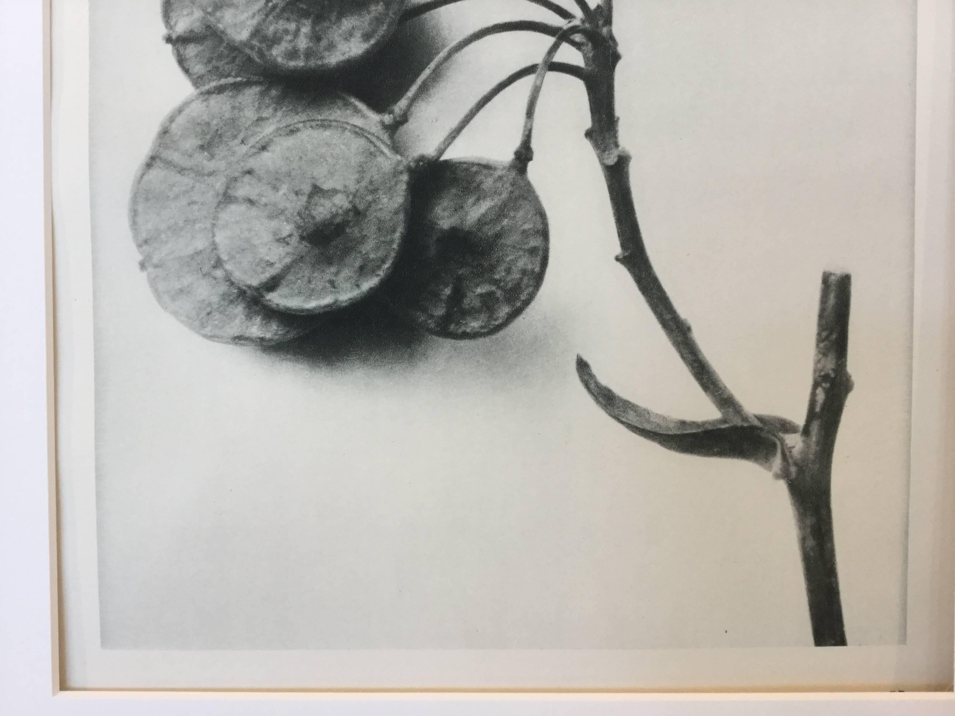 Karl Blossfeldt Photogravure First Edition, 1928 In Excellent Condition For Sale In North Beninngton, VT