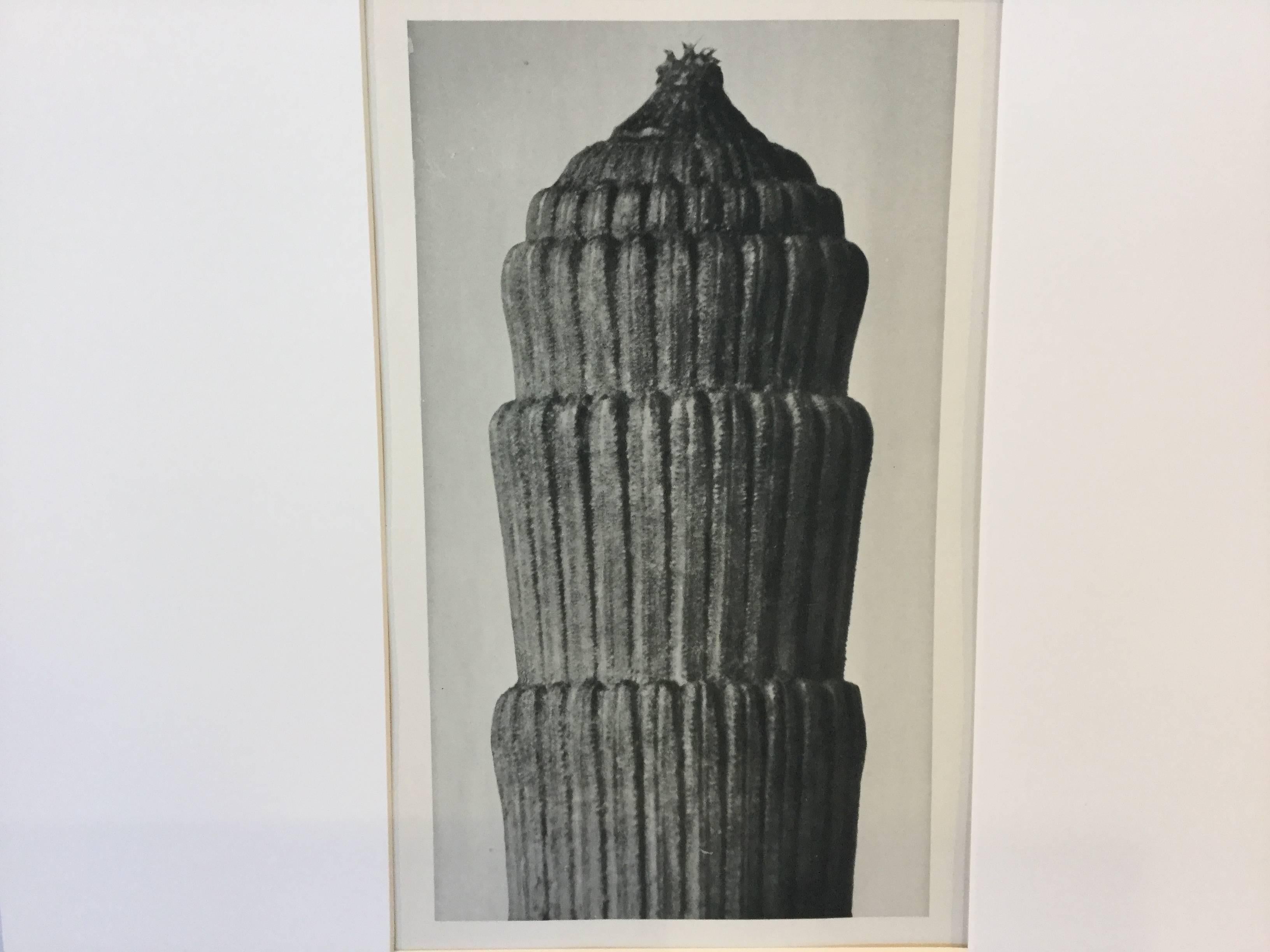 Karl Blossfeldt Photogravure 1st edition, 1928 German edition:  "Equisetum Hyemale (Rough Horsetail)," one of Blossfeldt's most iconic plant images. Archivally matted.