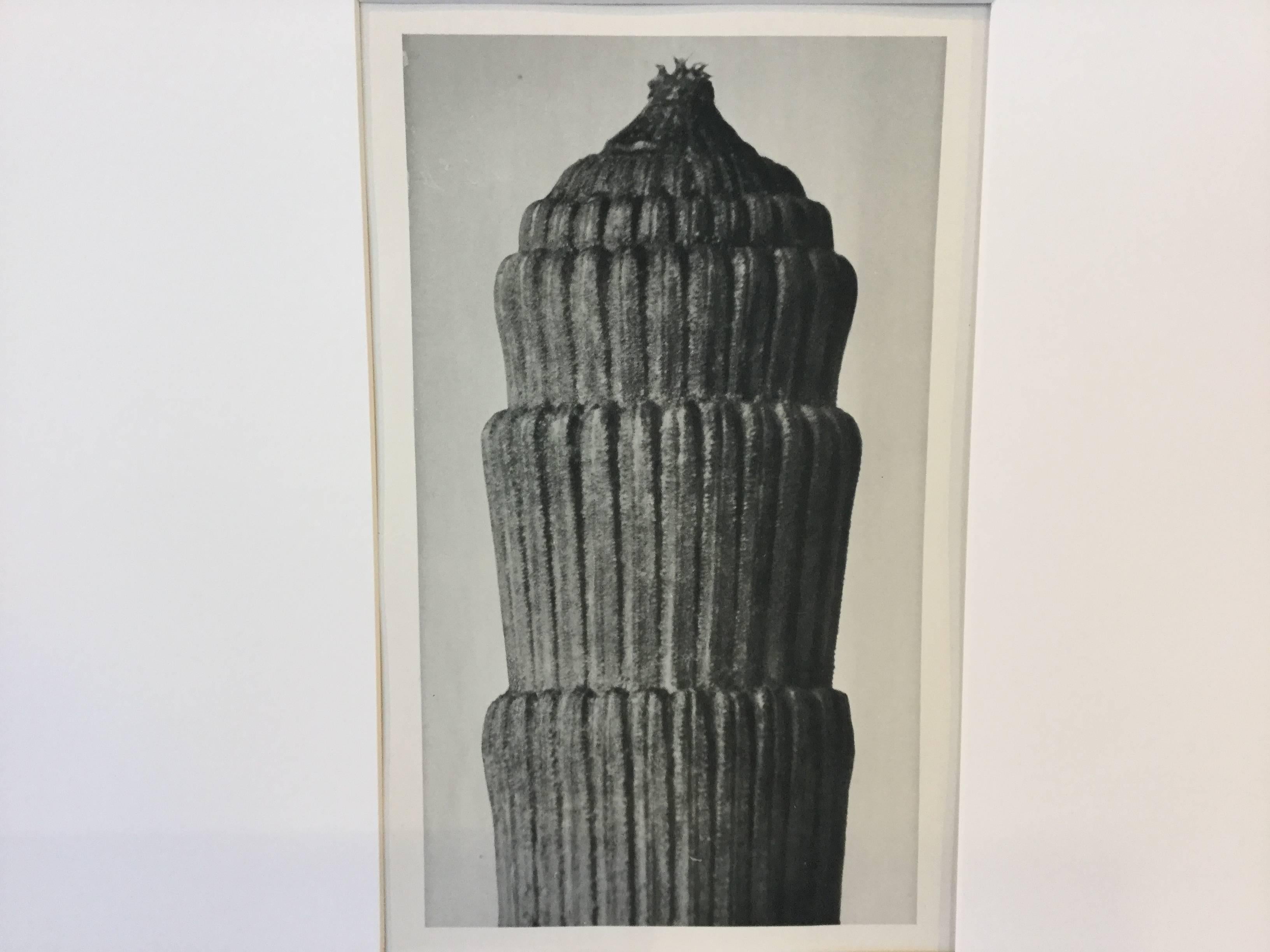 Karl Blossfeldt Photogravure 1st Edition 1928 In Excellent Condition For Sale In North Beninngton, VT