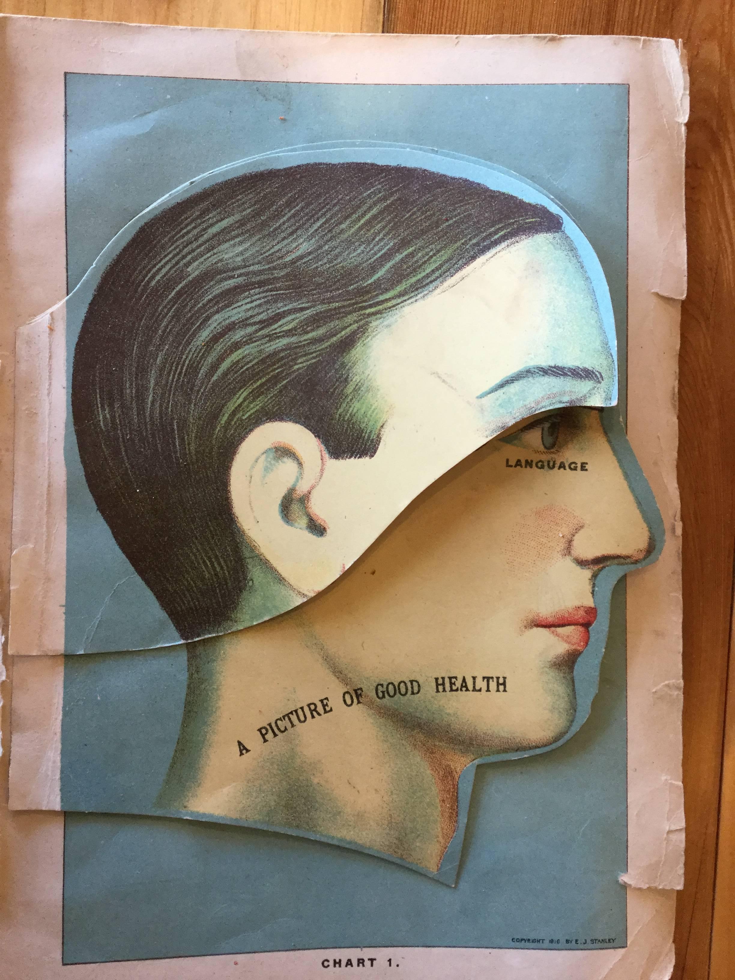 Great looking phrenology chart. The chart has several layers of anatomical detail that fold over each other. The first one starts with outside features and as you turn it the inside features are represented with great graphics and color.