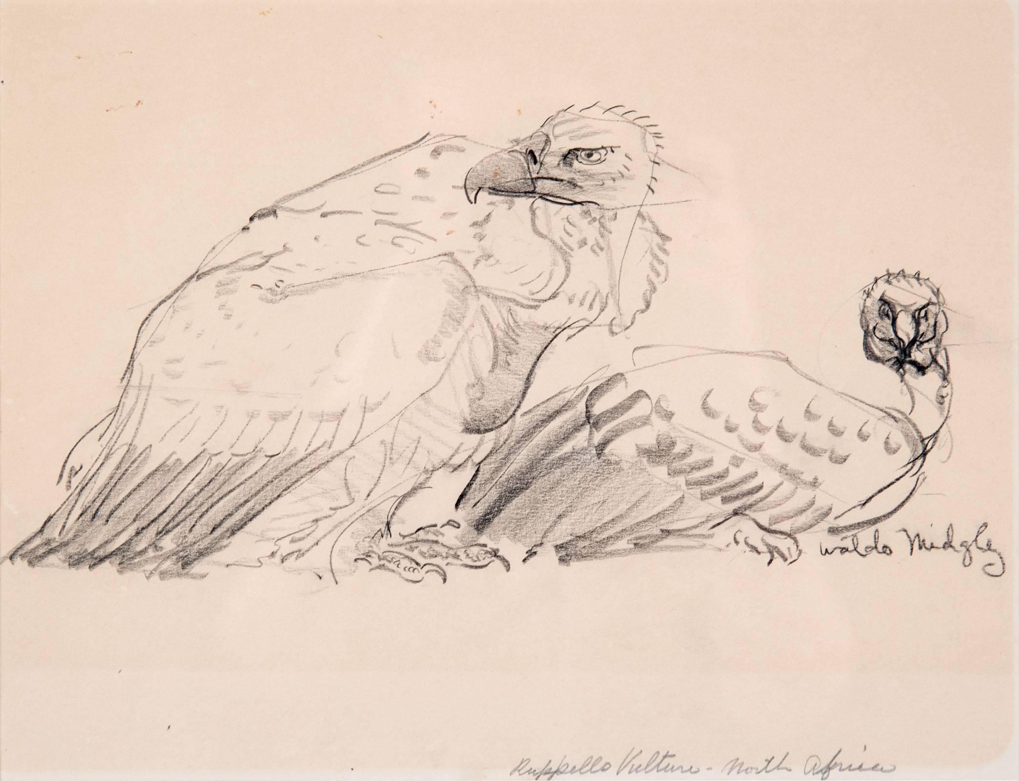 A study of two vultures, signed bottom right 