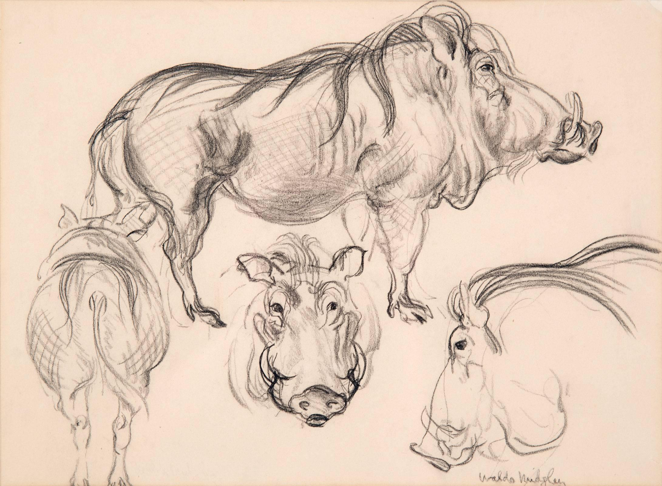 A boar study, signed bottom right 