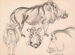 Boar Study by Waldo Midgley, 1993