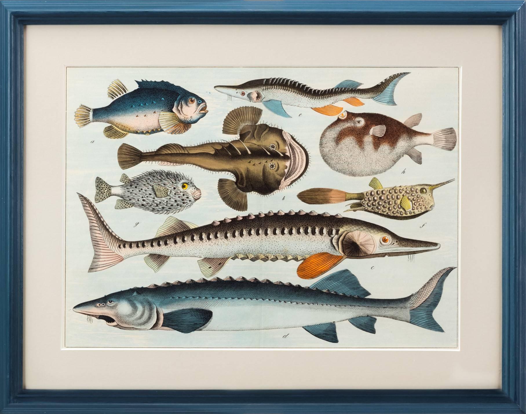 Tropical fish.

A set of nine chromolithographed prints presented in bespoke frames.

Printed in London.