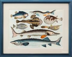 Tropical Fish Prints