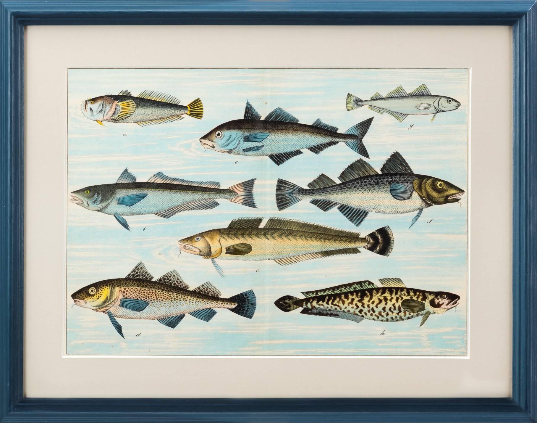 fish prints for sale