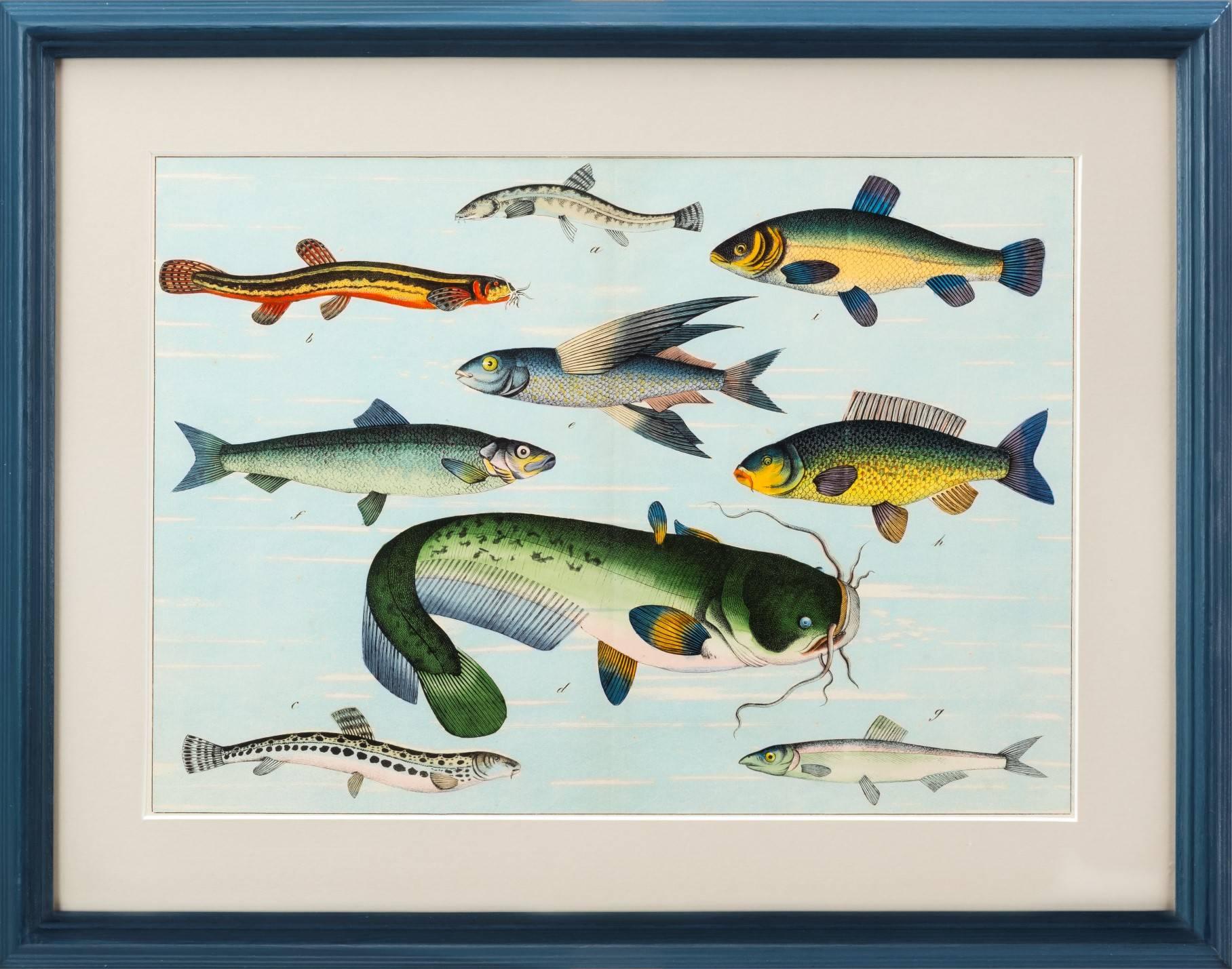 Victorian Tropical Fish Prints For Sale