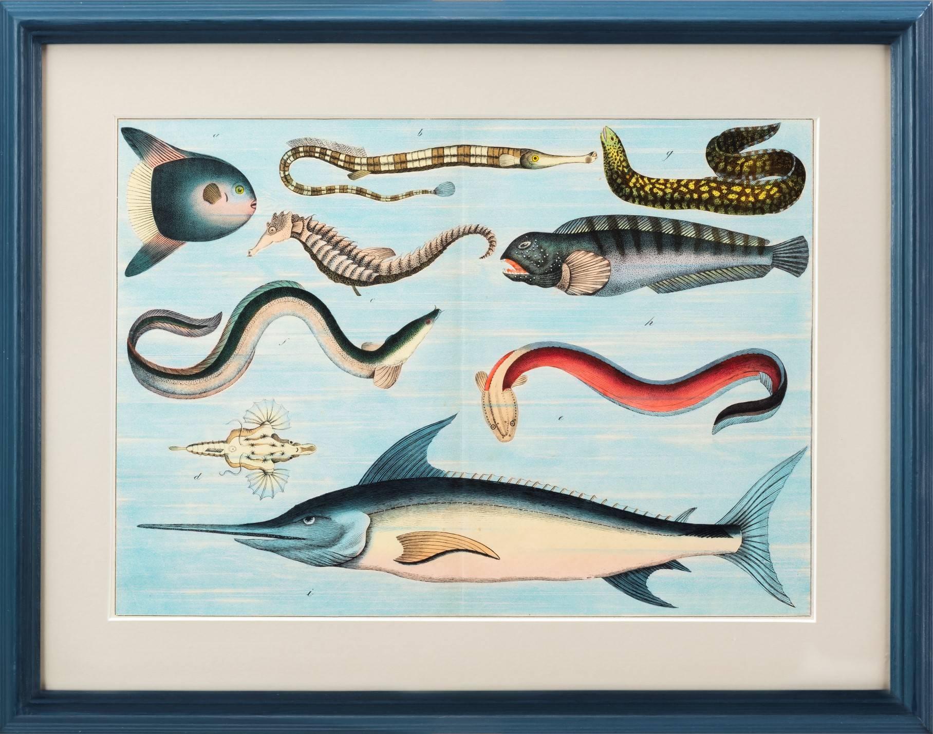British Tropical Fish Prints For Sale