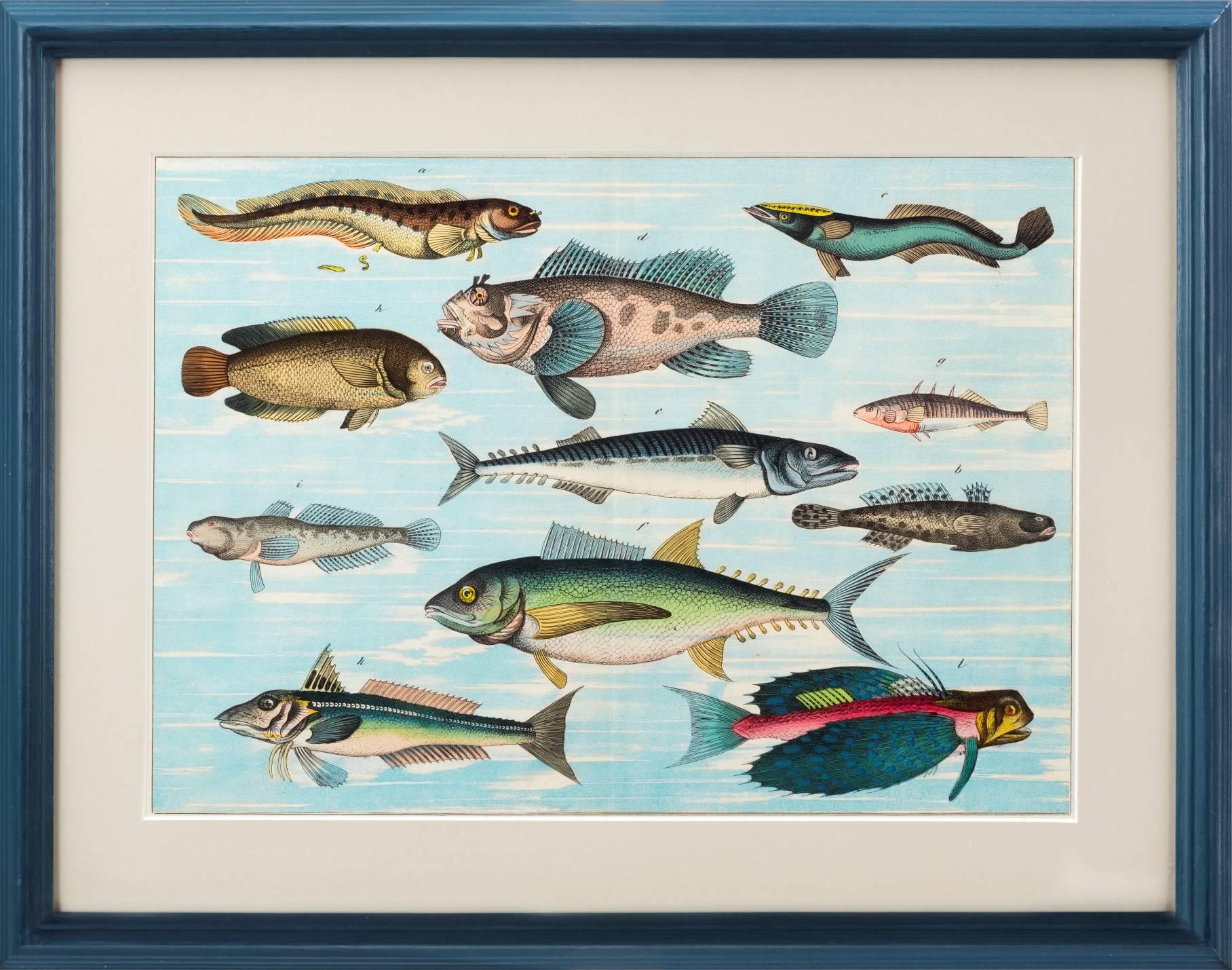 19th Century Tropical Fish Prints For Sale