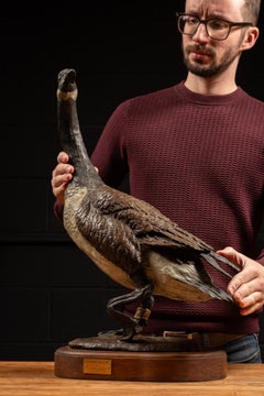 “Nature’s Delight”  Bronze Canada Goose Sculpture by James E. Hoker