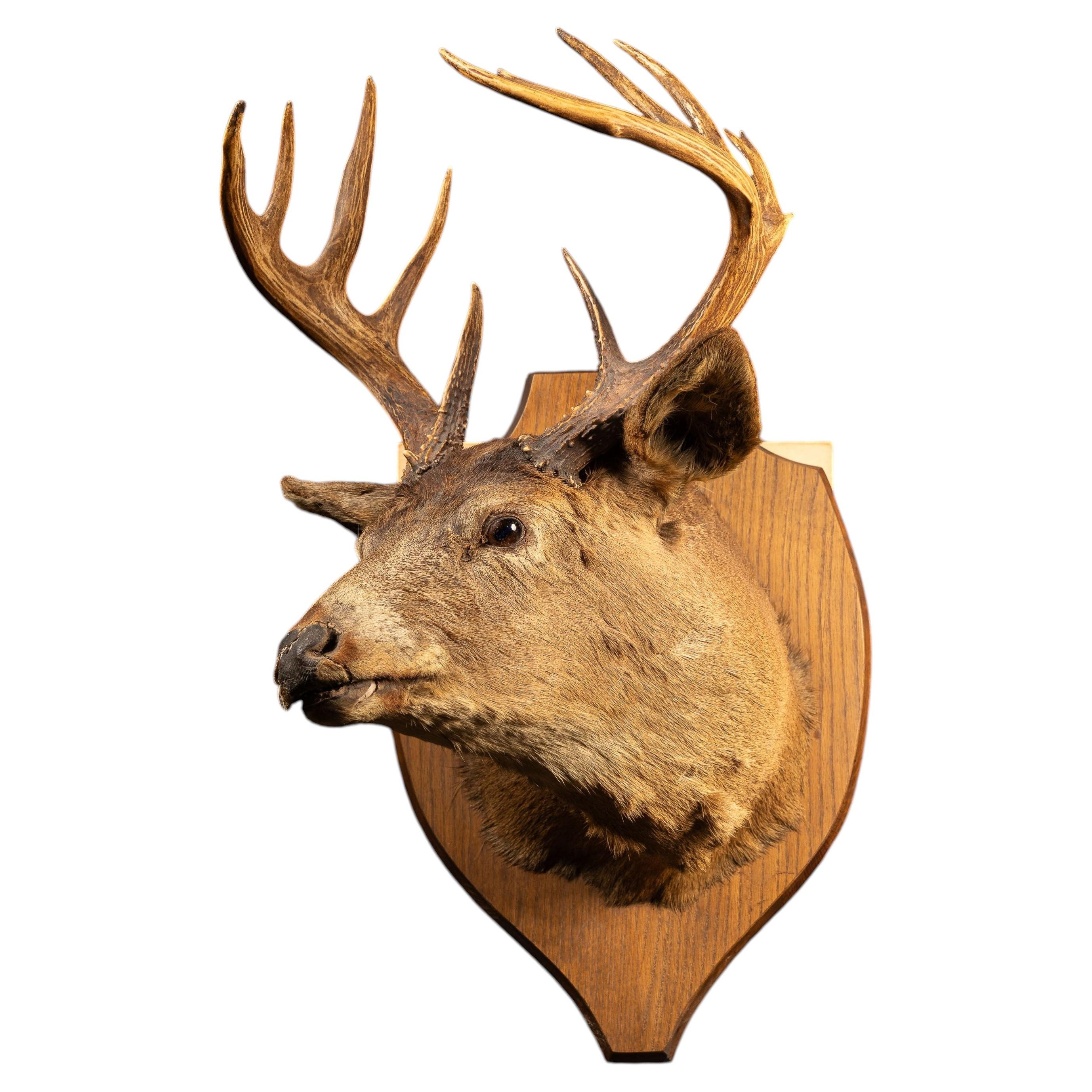 What is a deer mount called?