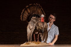 Präpariertes Wildtruthahn-Ausstellungsstück