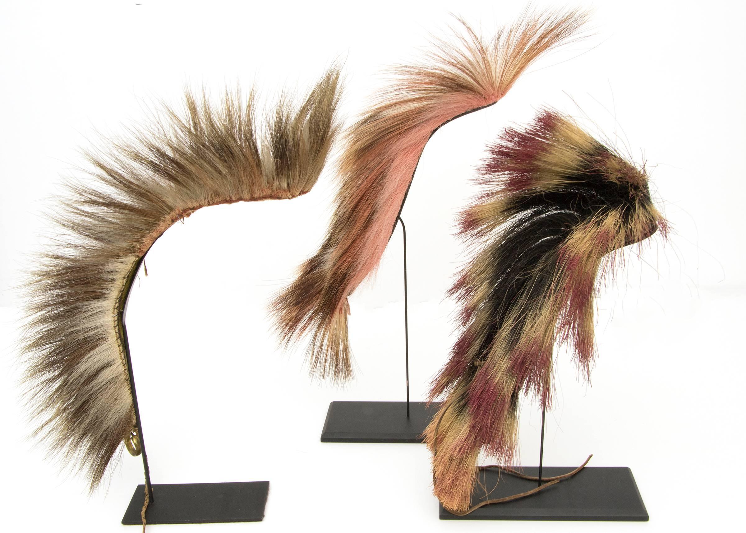 A group of three antique Roach Headdresses/Hair Ornaments. Custom display stands are included.

Left: Plains Roach, circa 1890. Made of badger and porcupine guard hair with traces of red dye. Purple, green, and red yarn base with small hole at