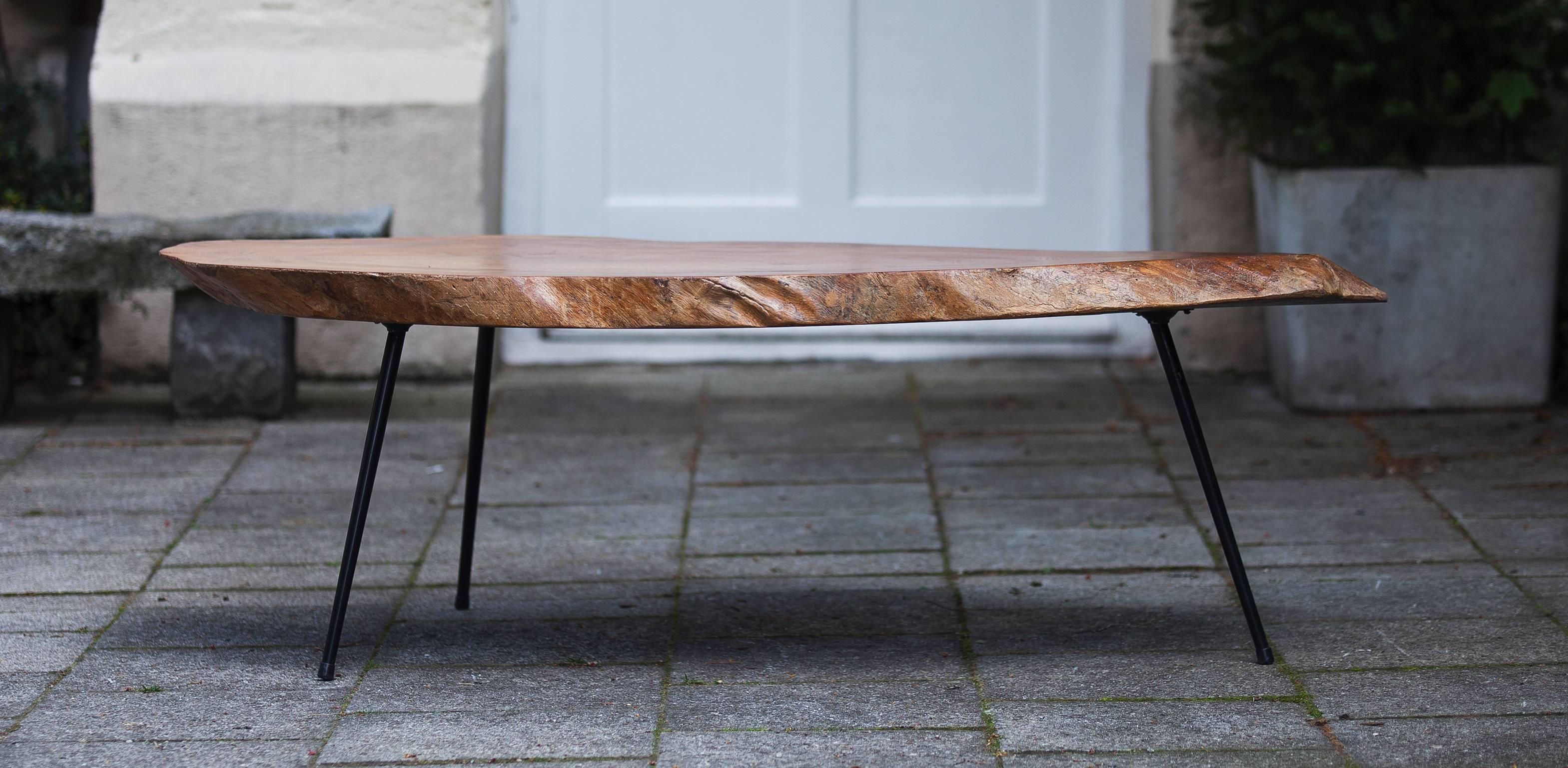 Very elegant tripod tree trunk table, with black painted metal feets, probably France, 1960.
 