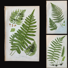 Set of Three Antique Botanical Fern Prints by Anne Pratt, Hand-Colored, 1855