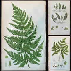 Set of  Three Antique Botanical Fern Prints by Anne Pratt, Hand-Colored, 1855