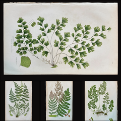 Set of Four Antique Botanical Fern Prints by Anne Pratt, Hand-Colored, 1855