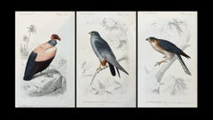 Set of Three Antique Ornithological Prints of Birds of Prey by Traviès, 1849