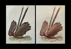 Set of Two Antique Ornithological Prints of Argus Pheasant — D’Orbigny, Paris