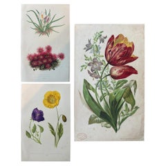 Alpine Avens and Crocus – Original Hand-Colored Botanical Print, 1880s