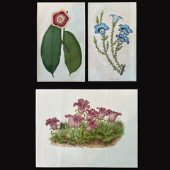 Campanula Allionii - Gravure botanique ancienne originale, France, 19e siècle
