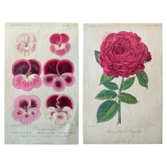 Antike botanische Lithographie von Pelargonien, 1851-"Capitaine Lechaix"