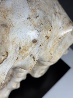 Ammonite Fossil on a custom stand